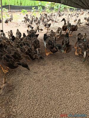 鸭苗品种不符合同约定，养殖户权益如何保障？