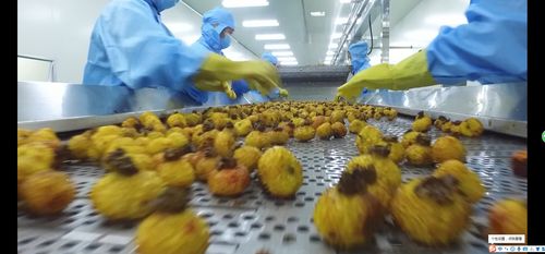 春归科技 刺梨与家禽双轮驱动，精深加工拓宽乡村振兴路